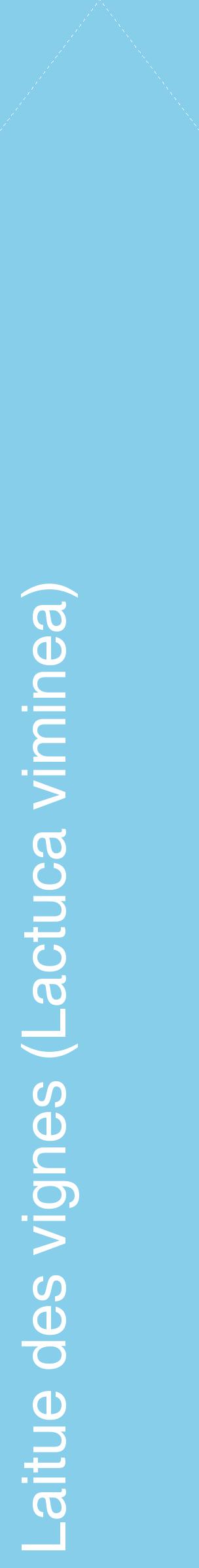 Étiquette de : Lactuca viminea - format c - style blanche1_simplehel avec comestibilité