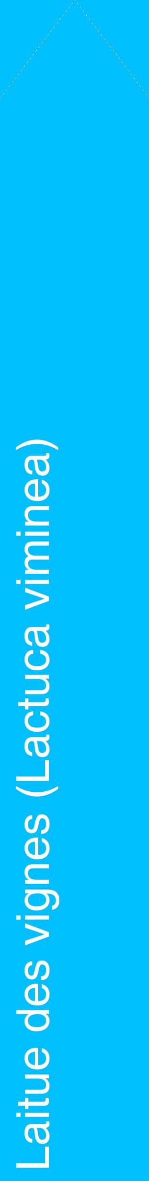 Étiquette de : Lactuca viminea - format c - style blanche2_simplehel avec comestibilité