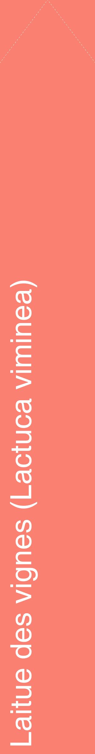Étiquette de : Lactuca viminea - format c - style blanche38_simplehel avec comestibilité