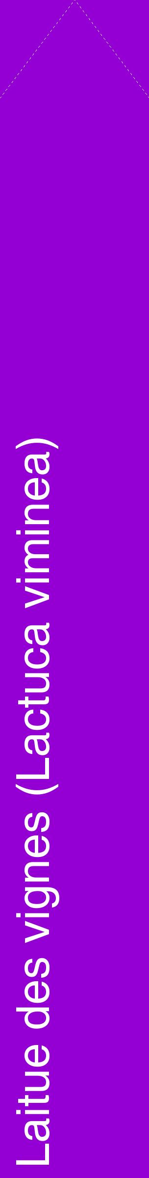 Étiquette de : Lactuca viminea - format c - style blanche48_simplehel avec comestibilité