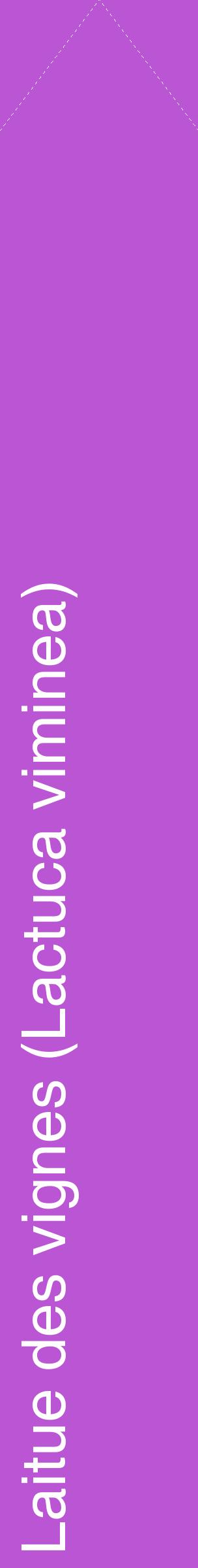 Étiquette de : Lactuca viminea - format c - style blanche50_simplehel avec comestibilité