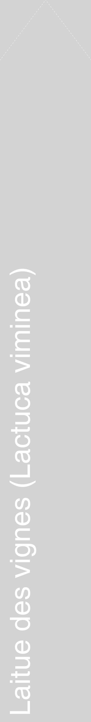 Étiquette de : Lactuca viminea - format c - style blanche56_simplehel avec comestibilité
