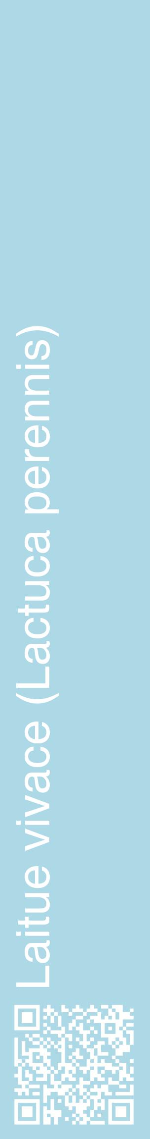Étiquette de : Lactuca perennis - format c - style blanche0_basiquehel avec qrcode et comestibilité