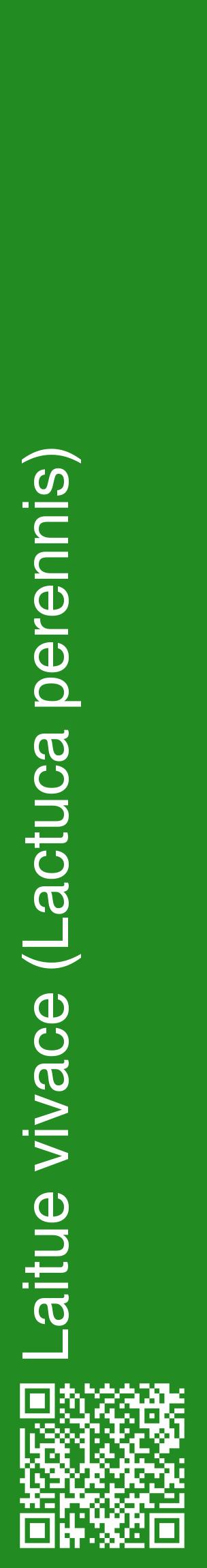 Étiquette de : Lactuca perennis - format c - style blanche10_basiquehel avec qrcode et comestibilité