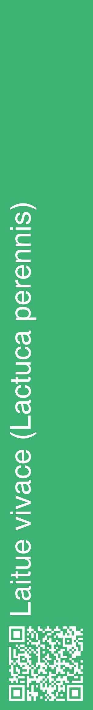 Étiquette de : Lactuca perennis - format c - style blanche12_basiquehel avec qrcode et comestibilité