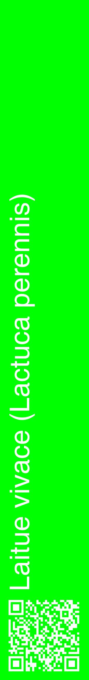 Étiquette de : Lactuca perennis - format c - style blanche16_basiquehel avec qrcode et comestibilité
