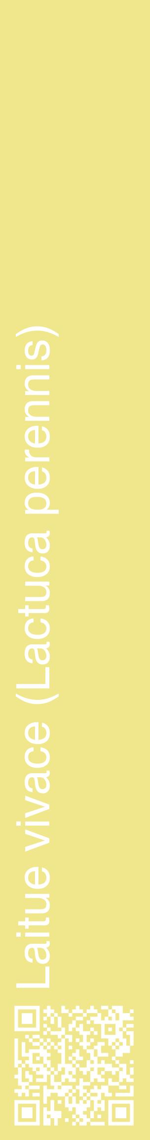 Étiquette de : Lactuca perennis - format c - style blanche20_basiquehel avec qrcode et comestibilité