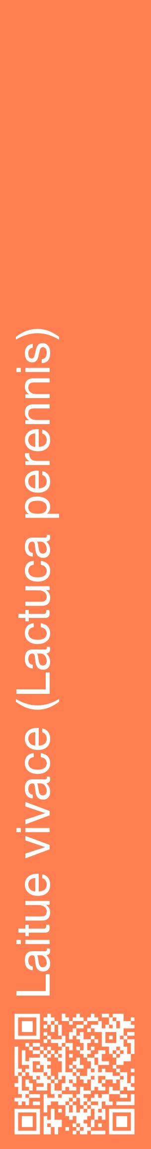 Étiquette de : Lactuca perennis - format c - style blanche24_basiquehel avec qrcode et comestibilité