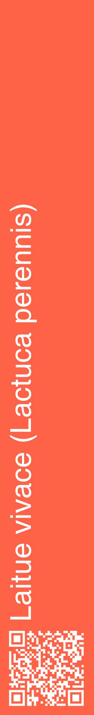 Étiquette de : Lactuca perennis - format c - style blanche25_basiquehel avec qrcode et comestibilité