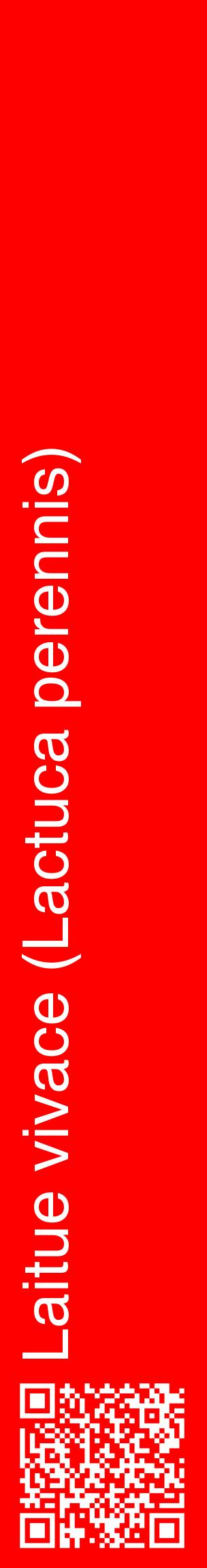 Étiquette de : Lactuca perennis - format c - style blanche27_basiquehel avec qrcode et comestibilité