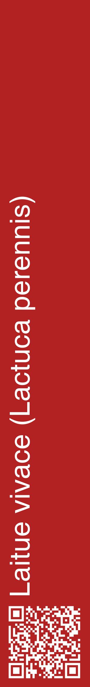Étiquette de : Lactuca perennis - format c - style blanche28_basiquehel avec qrcode et comestibilité
