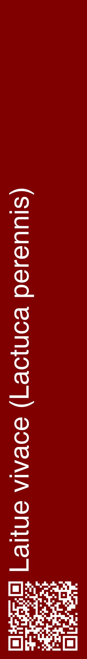 Étiquette de : Lactuca perennis - format c - style blanche29_basiquehel avec qrcode et comestibilité