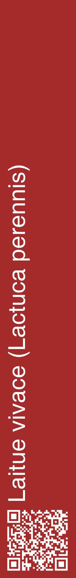 Étiquette de : Lactuca perennis - format c - style blanche33_basiquehel avec qrcode et comestibilité