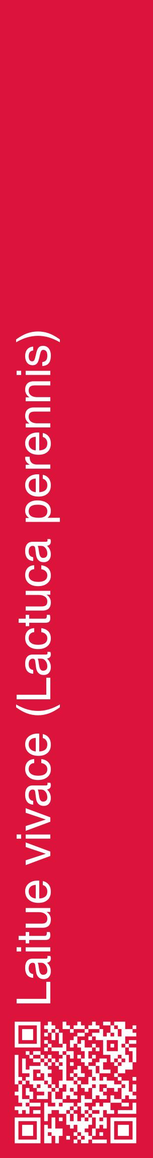 Étiquette de : Lactuca perennis - format c - style blanche36_basiquehel avec qrcode et comestibilité