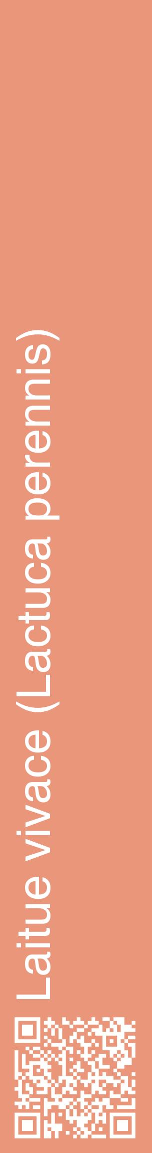 Étiquette de : Lactuca perennis - format c - style blanche37_basiquehel avec qrcode et comestibilité