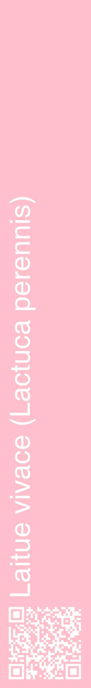 Étiquette de : Lactuca perennis - format c - style blanche40_basiquehel avec qrcode et comestibilité