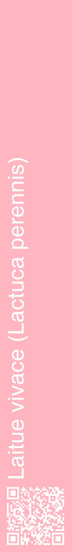 Étiquette de : Lactuca perennis - format c - style blanche41_basiquehel avec qrcode et comestibilité