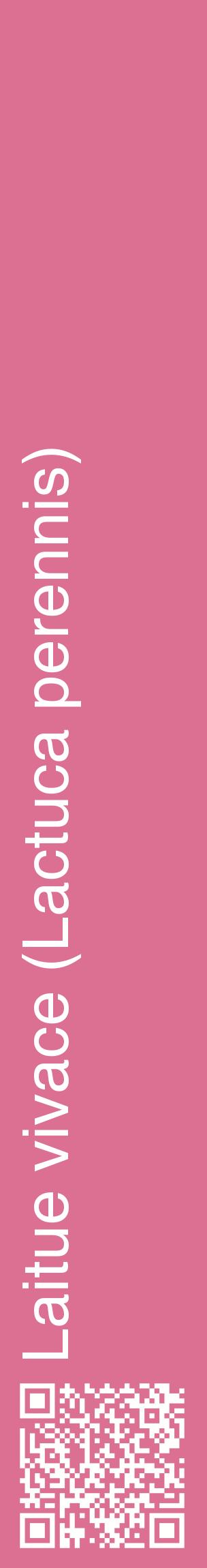 Étiquette de : Lactuca perennis - format c - style blanche44_basiquehel avec qrcode et comestibilité