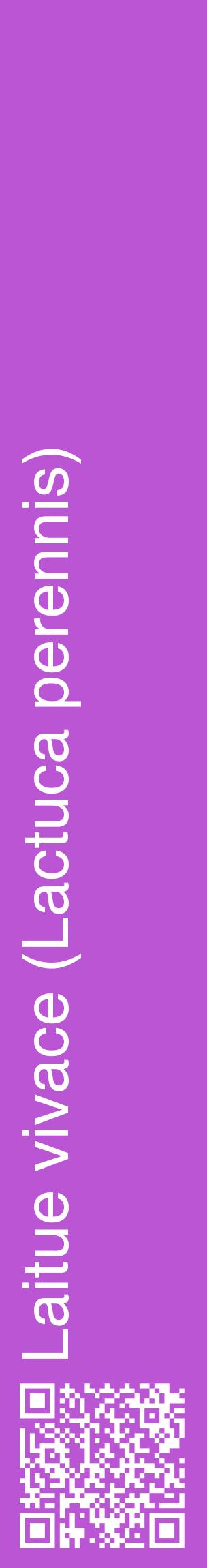 Étiquette de : Lactuca perennis - format c - style blanche50_basiquehel avec qrcode et comestibilité