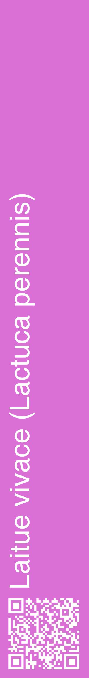 Étiquette de : Lactuca perennis - format c - style blanche52_basiquehel avec qrcode et comestibilité