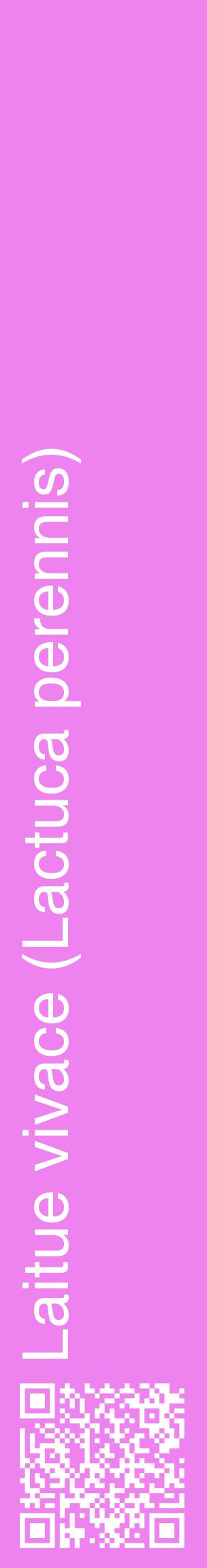 Étiquette de : Lactuca perennis - format c - style blanche53_basiquehel avec qrcode et comestibilité