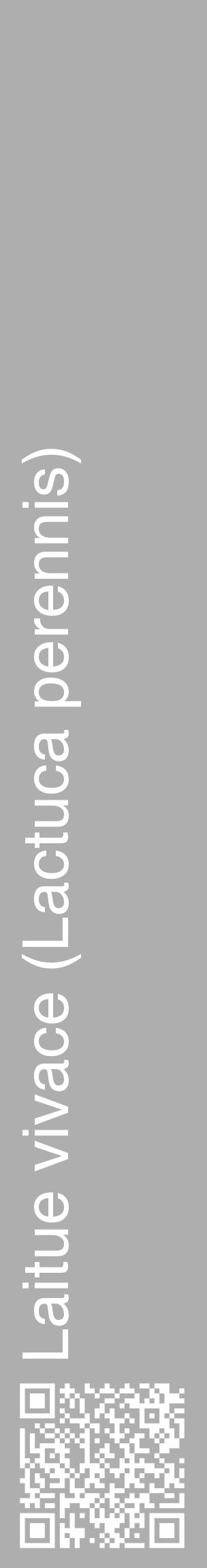 Étiquette de : Lactuca perennis - format c - style blanche53_basique_basiquehel avec qrcode et comestibilité - position verticale