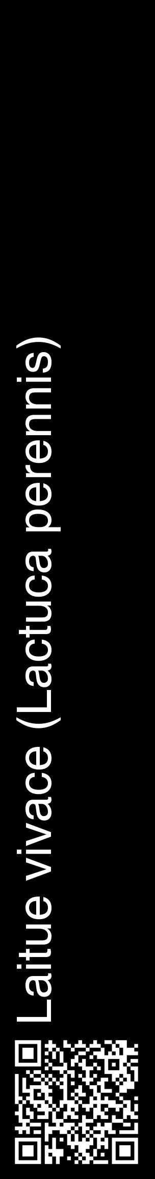 Étiquette de : Lactuca perennis - format c - style blanche59_basiquehel avec qrcode et comestibilité