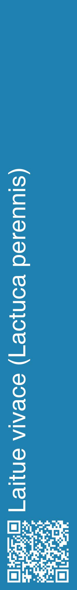 Étiquette de : Lactuca perennis - format c - style blanche6_basiquehel avec qrcode et comestibilité