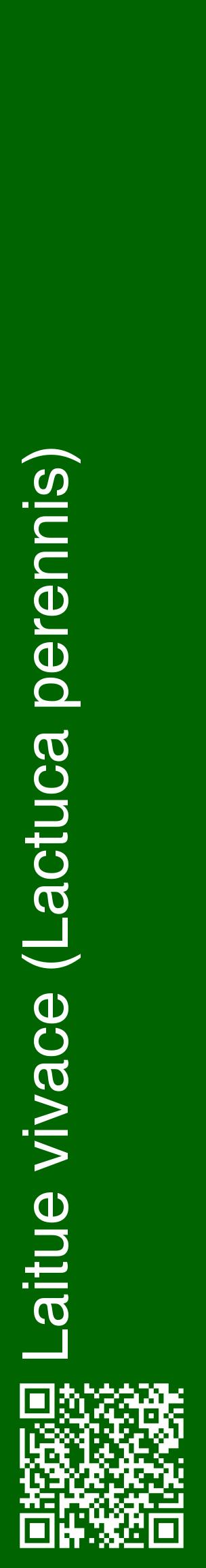 Étiquette de : Lactuca perennis - format c - style blanche8_basiquehel avec qrcode et comestibilité