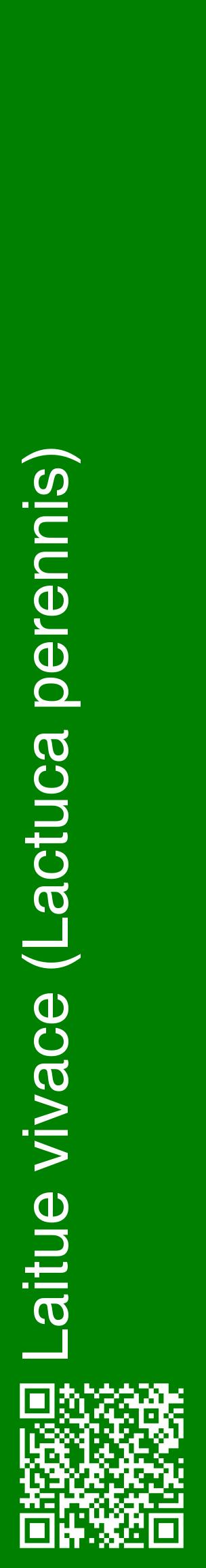 Étiquette de : Lactuca perennis - format c - style blanche9_basiquehel avec qrcode et comestibilité