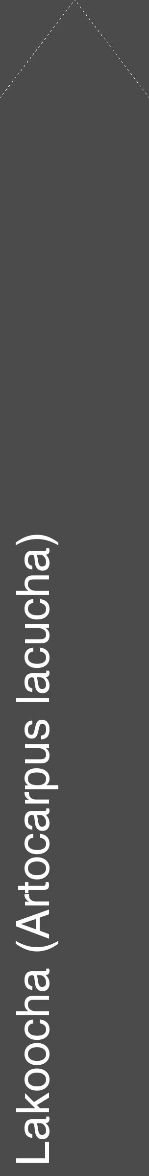 Étiquette de : Artocarpus lacucha - format c - style blanche9_simple_simplehel avec comestibilité - position verticale