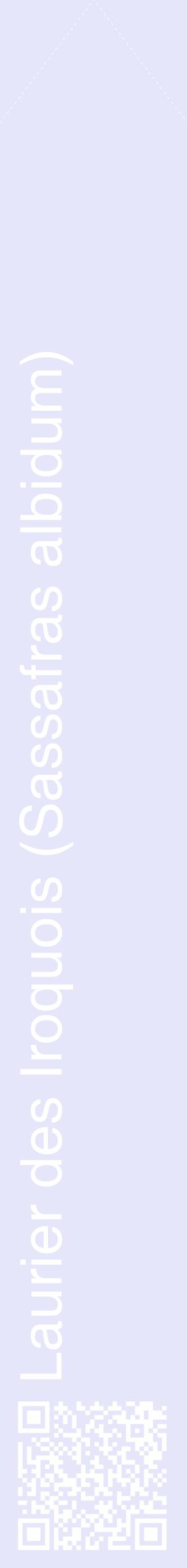 Étiquette de : Sassafras albidum - format c - style blanche55_simplehel avec qrcode et comestibilité