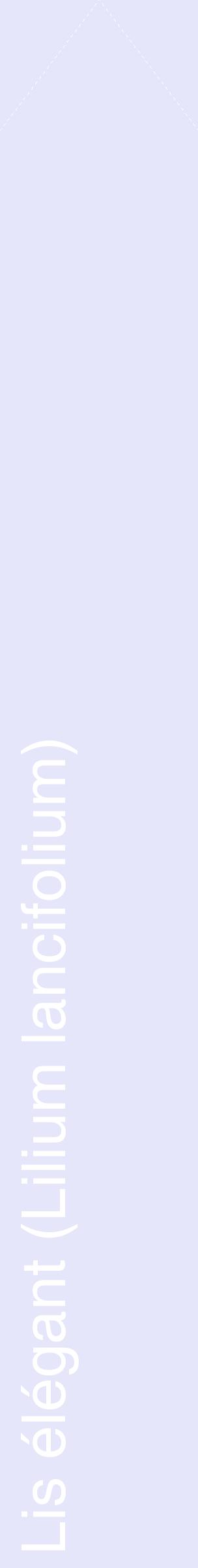 Étiquette de : Lilium lancifolium - format c - style blanche55_simplehel avec comestibilité