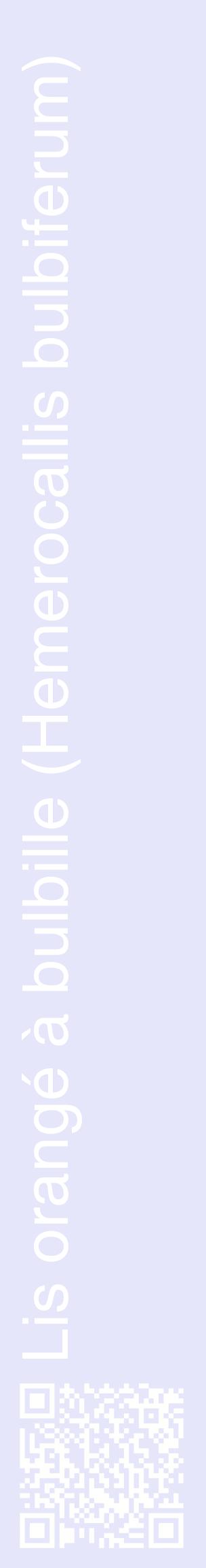 Étiquette de : Hemerocallis bulbiferum - format c - style blanche55_basiquehel avec qrcode et comestibilité