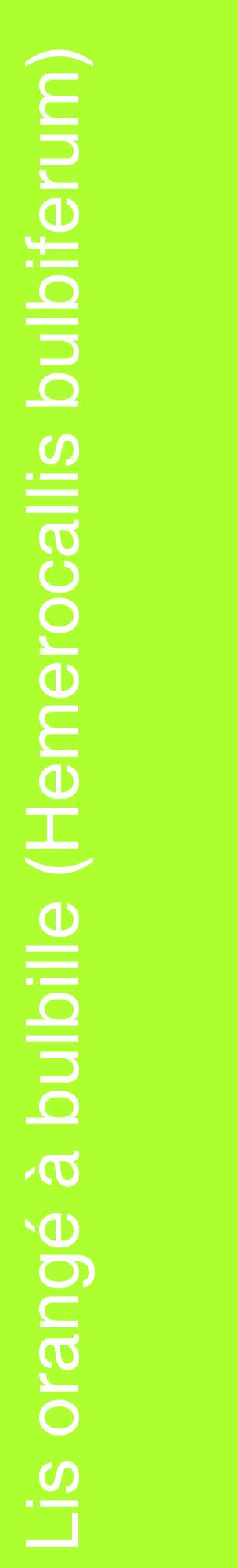 Étiquette de : Hemerocallis bulbiferum - format c - style blanche17_basiquehel avec comestibilité