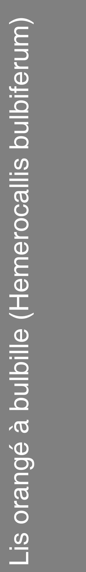Étiquette de : Hemerocallis bulbiferum - format c - style blanche57_basiquehel avec comestibilité