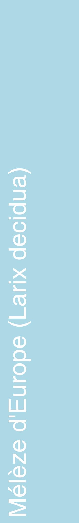 Étiquette de : Larix decidua - format c - style blanche0_basiquehel avec comestibilité