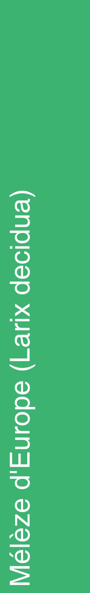 Étiquette de : Larix decidua - format c - style blanche12_basiquehel avec comestibilité