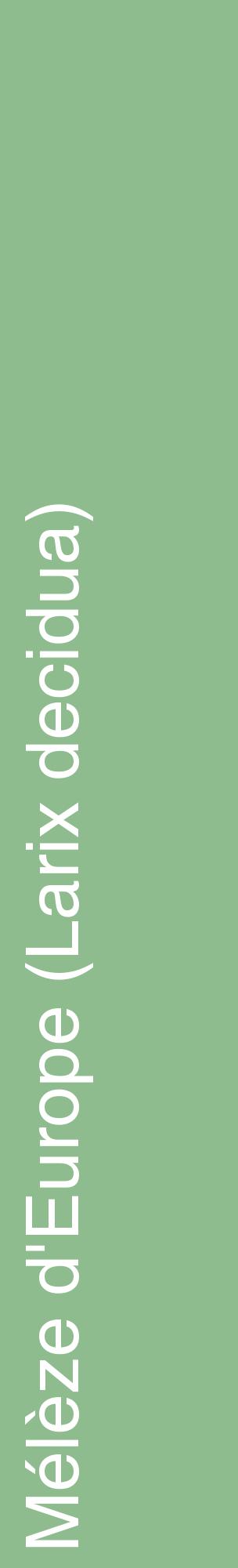 Étiquette de : Larix decidua - format c - style blanche13_basiquehel avec comestibilité