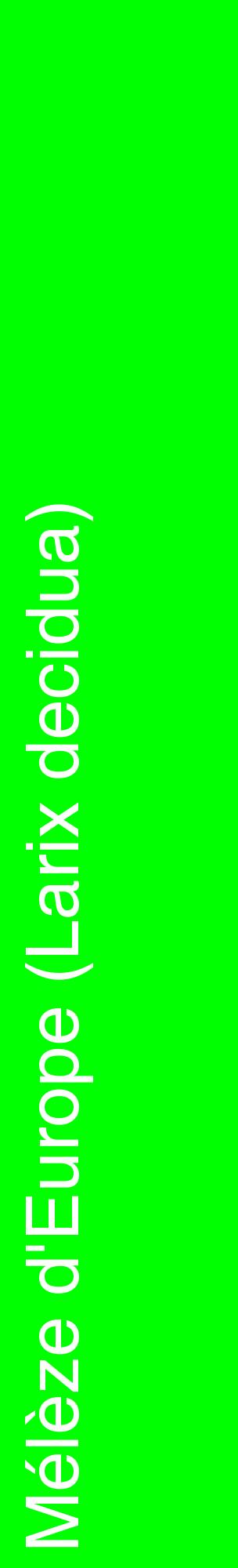Étiquette de : Larix decidua - format c - style blanche16_basiquehel avec comestibilité