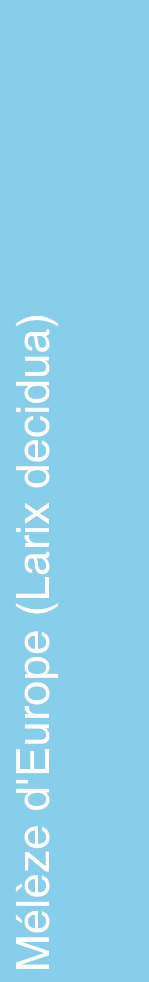 Étiquette de : Larix decidua - format c - style blanche1_basiquehel avec comestibilité