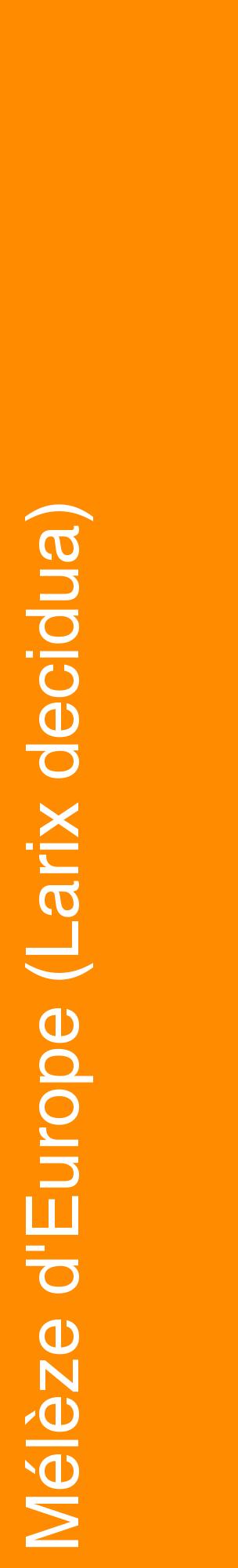 Étiquette de : Larix decidua - format c - style blanche23_basiquehel avec comestibilité