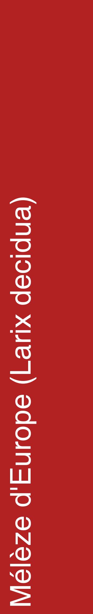 Étiquette de : Larix decidua - format c - style blanche28_basiquehel avec comestibilité
