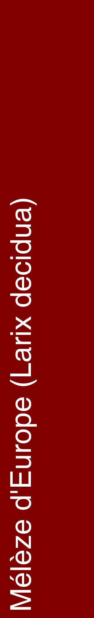 Étiquette de : Larix decidua - format c - style blanche29_basiquehel avec comestibilité