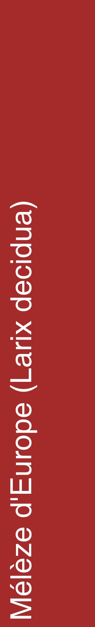 Étiquette de : Larix decidua - format c - style blanche33_basiquehel avec comestibilité