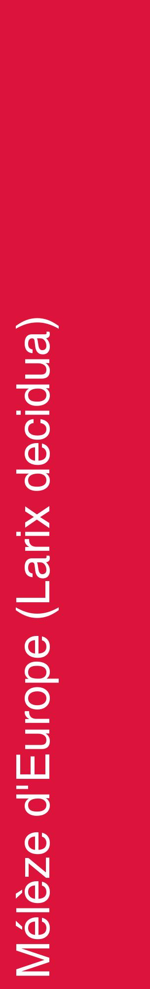 Étiquette de : Larix decidua - format c - style blanche36_basiquehel avec comestibilité