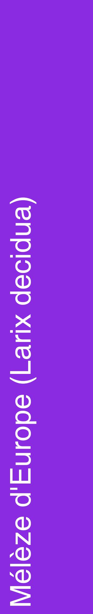 Étiquette de : Larix decidua - format c - style blanche49_basiquehel avec comestibilité
