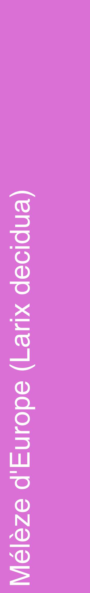 Étiquette de : Larix decidua - format c - style blanche52_basiquehel avec comestibilité