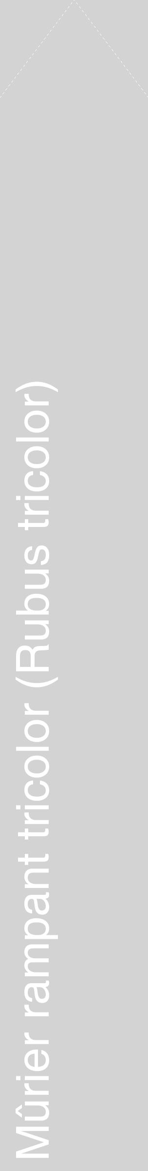 Étiquette de : Rubus tricolor - format c - style blanche56_simplehel avec comestibilité