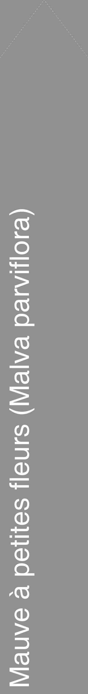 Étiquette de : Malva parviflora - format c - style blanche4_simple_simplehel avec comestibilité - position verticale